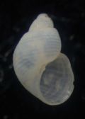 Noemiamea dolioliformis